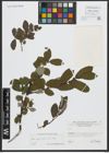 Foto von Salix appendiculata Vill.